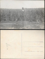 Brazil Arrozal Rice Field Farm Old Real Photo PC Pre 1940. Agriculture - Rio De Janeiro