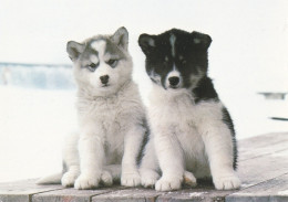 Husky Puppies - Huskies - Dog - Chien - Cane - Hund - Hond - Perro - Polar Dog Puppies - Aune Forlag AS - Hunde