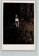10143231 - Hunde Beagle - Cani