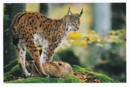 Wildlife - Lynx - Luchse - Wild Cat Animal - Fauna - Harenberg - Sonstige & Ohne Zuordnung