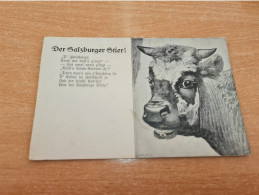 Postcard - Cow    (33008) - Cows