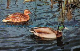 R153160 British Birds. Mallard. Salmon - Monde