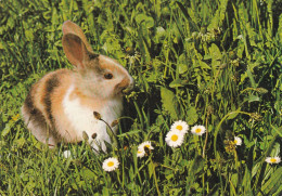Forest Rabbit - Hare In Summer Meadow - Flowers - Andere & Zonder Classificatie
