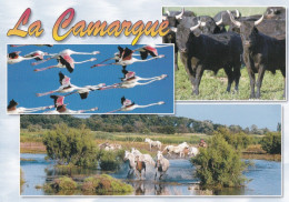 Horse - Cheval - Paard - Pferd - Cavallo - Cavalo - Caballo - Häst - La Camarque - Wild Bulls - Flamingos - Caballos