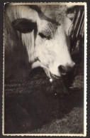 Cow Head Abstract Portrait Old Photo 14x9 Cm #36469 - Personnes Anonymes