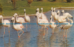 R153249 Flamingo Park Bird Sanctuary. Seaview. I. W. Flamingoes. Nigh - World