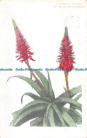 R152666 S. African Flowers. Aloe Natalensis. 1929 - Monde