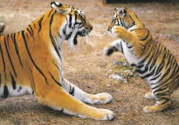 Zoo De La FLECHE - Tiger And Her Cub- TIGRE ET SON PETIT - Oiseaux