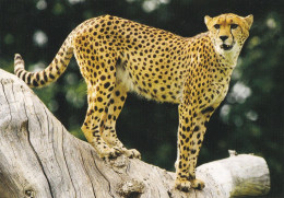 Zoo De La FLECHE - Gepard - GUEPARD - Vögel