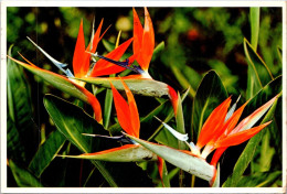 29-5-2024 (6 Z 26) USA (posted To Australia In 1986) Bird Of Paradise Flower - Flores
