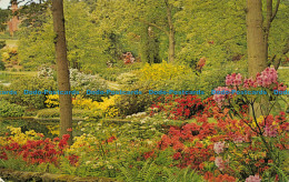 R153345 Azaleas And Rhododendrons. Hodnet Hall Gardens. English Life. 1972 - Monde