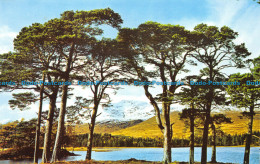 R153375 Old Caledonian Pines By The Shores Of Loch Tulla. Argyll - Monde