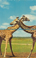 R153961 East Africa. Giraffe. Dexter Press. 1969 - World