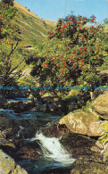 R153965 Rowan Tree By A Mountain Stream English Lakes. Sanderson And Dixon. 1965 - Monde