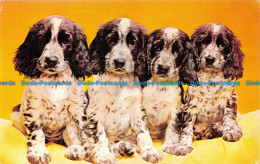 R153394 Old Postcard. Puppies. Harvey Barton. 1975 - World