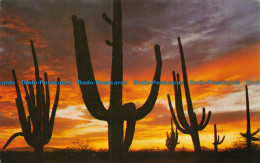 R153406 Giant Saguaros Silhouetted Against The Red Sky Of An Arizona Sunset. Pet - Monde