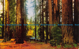 R153408 Fall Leaves In The Redwoods. E. F. Clements. Mike Roberts - World