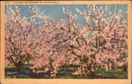 71031848 California_City Almond Blossoms - Autres & Non Classés