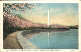 71031846 Washington DC Japanese Cherry Blossoms Potomac River   - Washington DC