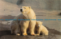 R153586 Polar Bear And Baby. M. Lyster. 1978 - World