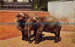 R153641 Hosbie And Jumbo. Two Indian Elephants - World