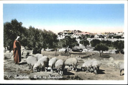 70956687 Bethlehem Yerushalayim  Field Shepherds Schafe  - Israel