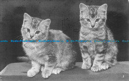 R154858 Old Postcard. Two Kittens. Masons Alpha. RP - World