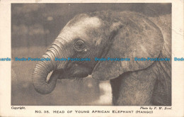 R154874 Head Of Young African Elephant. Hango. F. W. Bond - World