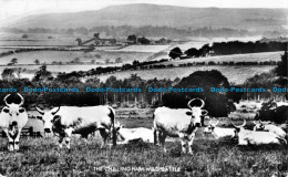 R154942 The Chillingham Wild Cattle. RP - World