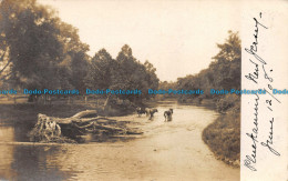 R154956 Lake And Cattle. 1908 - World