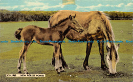 R154962 New Forest Ponies. Thunder And Clayden. Sunray. 1962 - World