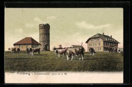 AK Feldberg I. Schwarzwald, Feldbergthurm, Weidende Rinder  - Feldberg