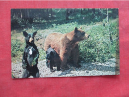 Wild Bear Family Canada. Pin Holes Top Of Card   Ref 6415 - Bears