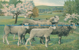 R155570 Old Postcard. Sheeps - World