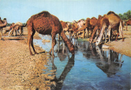 TUNISIE LE SUD - Tunisie