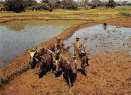 MADAGASCAR RIZIERES - Madagascar