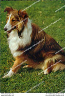 Cc299 Cartolina  Tematica Cani Dog - Andere & Zonder Classificatie