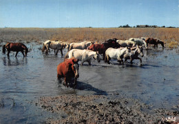 13 LES GARDIANS EN CAMARGUE - Other & Unclassified