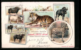 Lithographie Grösste Schaustellung Der Erde, Der Ruhende Tiger, Zebra, Der Weisse Büffel, Zirkus  - Circo