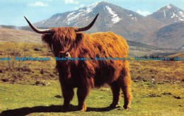 R155605 A Monarch Of The Glen. Photo Precision - World