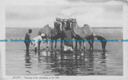 R155703 Egypt. Cleaning Of The Dromaderis In The Nile. L. C - World