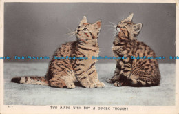 R155753 Two Minds With But A Single Thought. Kittens. The Shenley. RP - Monde