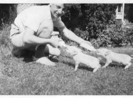 Photographie Vintage Photo Snapshot Cochon Pig Porc Porcelet - Andere & Zonder Classificatie