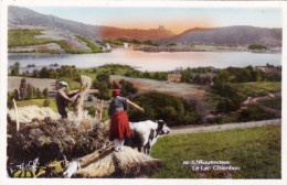 63 - MUROL - Le Lac Chambon - Agriculture Attelage - Andere & Zonder Classificatie