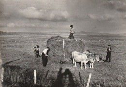 48 - Aubrac - Carte Postale  (prototype )  Fenaison , Nabinals - Otros & Sin Clasificación