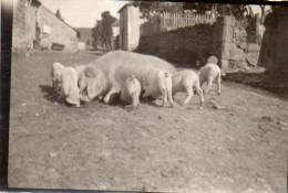 Photographie Vintage Photo Snapshot Cochon Pig Porc Porcelet Truie - Autres & Non Classés