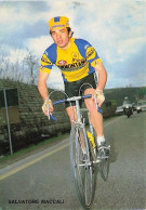 Vélo - Cyclisme - Coureur Cycliste Salvatore Maccali - Team Sammontana - 1981 - Wielrennen