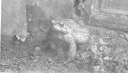 Photographie Vintage Photo Snapshot Grenouille Crapaud - Sonstige & Ohne Zuordnung