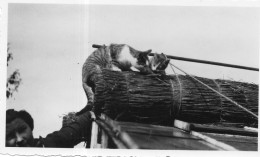 Photographie Vintage Photo Snapshot Chat Cat Chaton  - Andere & Zonder Classificatie