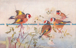 R156092 Birds And Blossoms. Tuck. Oilette - World